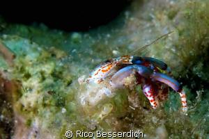 "Naked !!" This small ( 10 mm ) hermid crab has a serious... by Rico Besserdich 